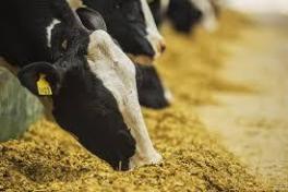 NUTRICION ANIMAL